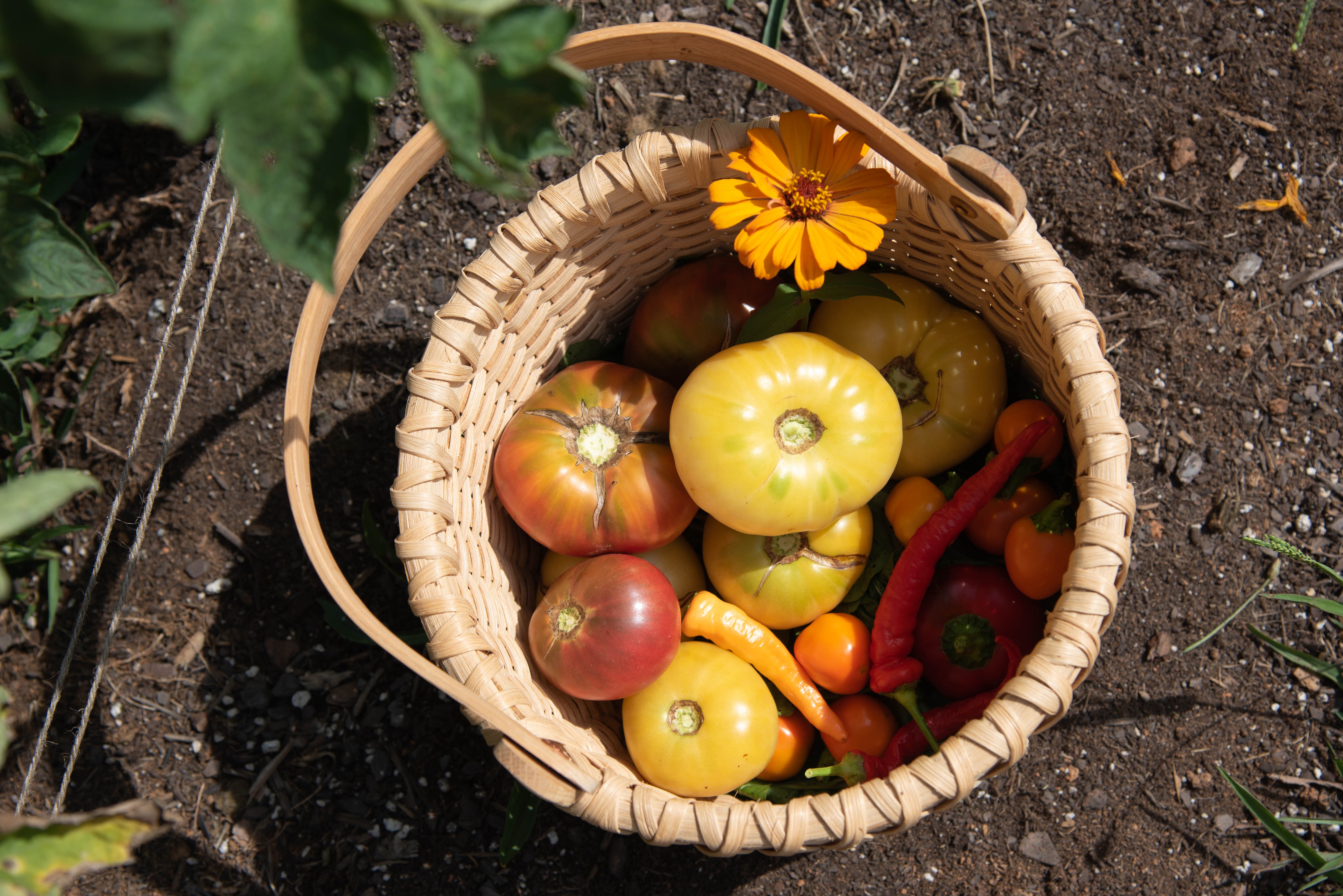 trial-garden-43.jpg__PID:664b9320-36d4-4753-9b40-57e3ed578792