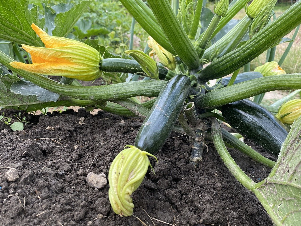 Summer Squash Seeds - Dark Star Zucchini - Sow True Seed