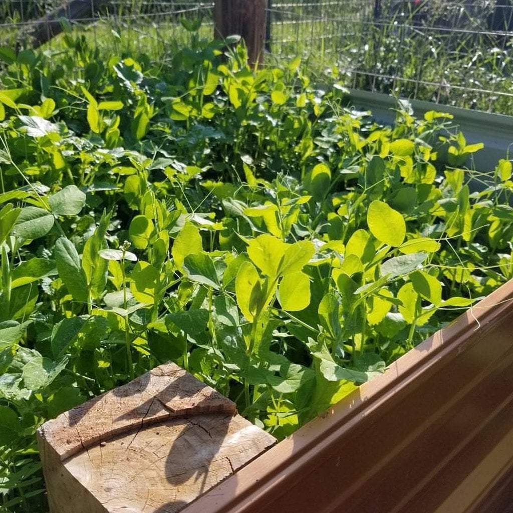 garden cover crop seed mix Cover Crop