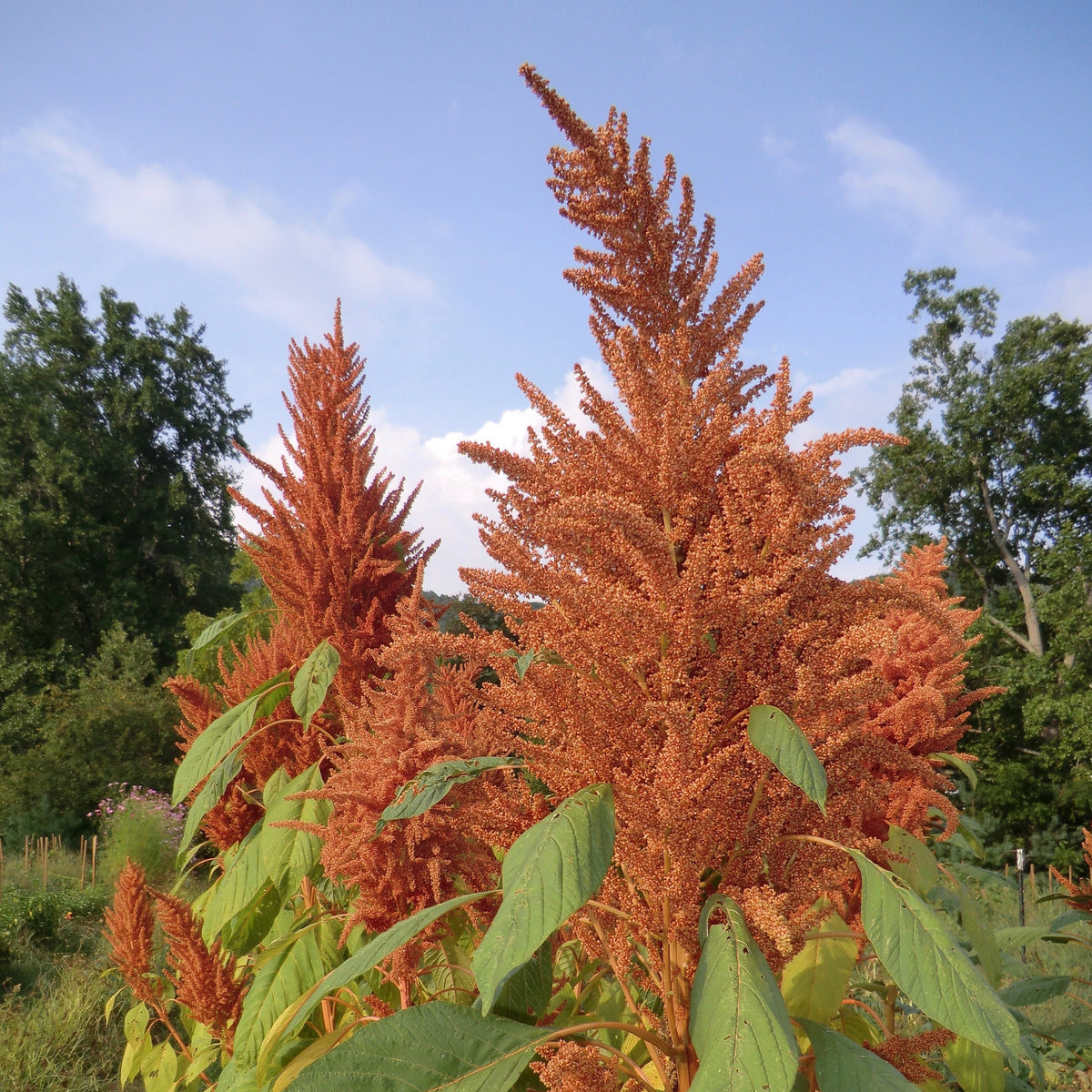 AMaranth heirloom golden giant seeds 25