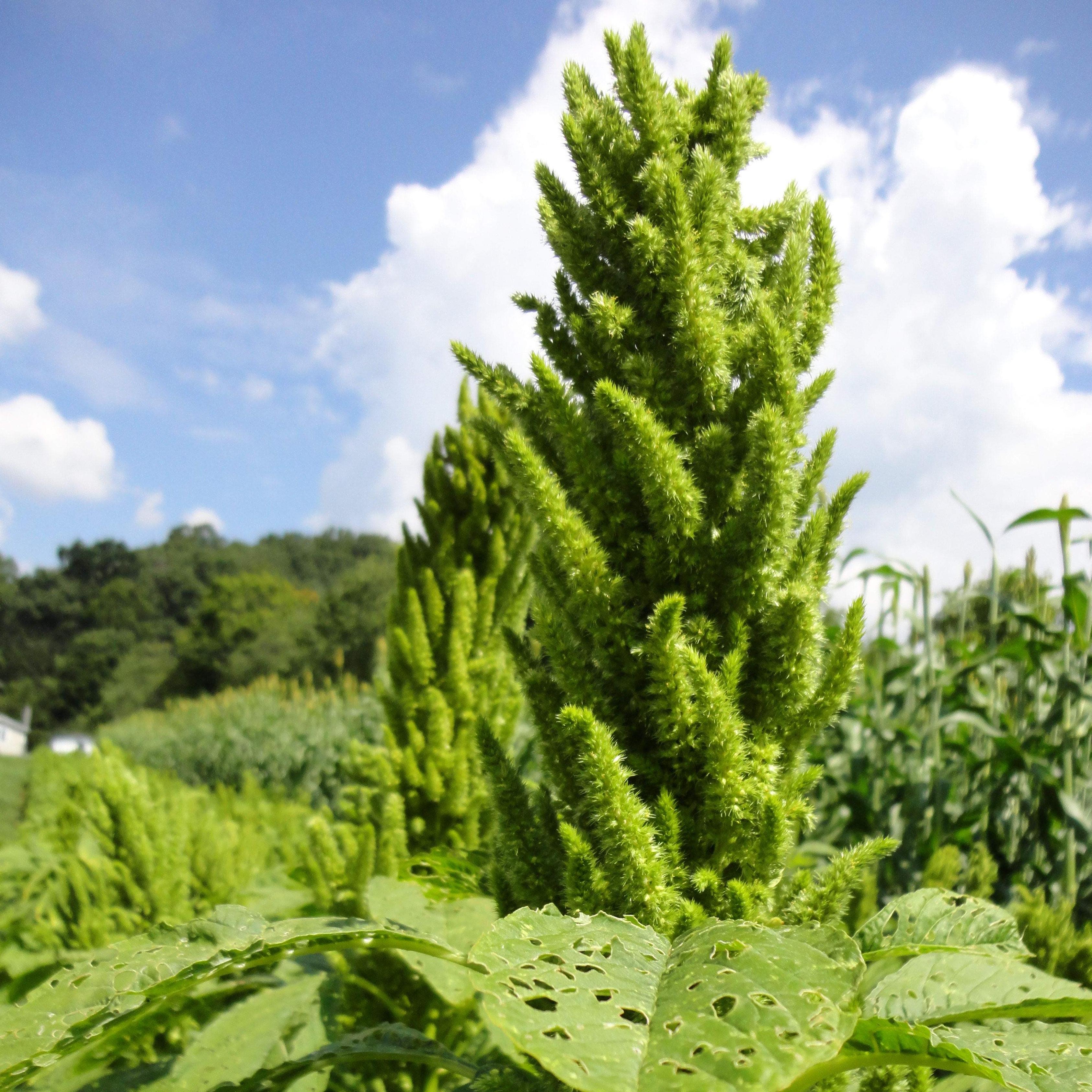 amaranth plant seeds Montana Popping Amaranth Seeds | Sow True Seed