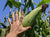 Dent Corn Seeds - Blue Ridge White Capped - Sow True Seed