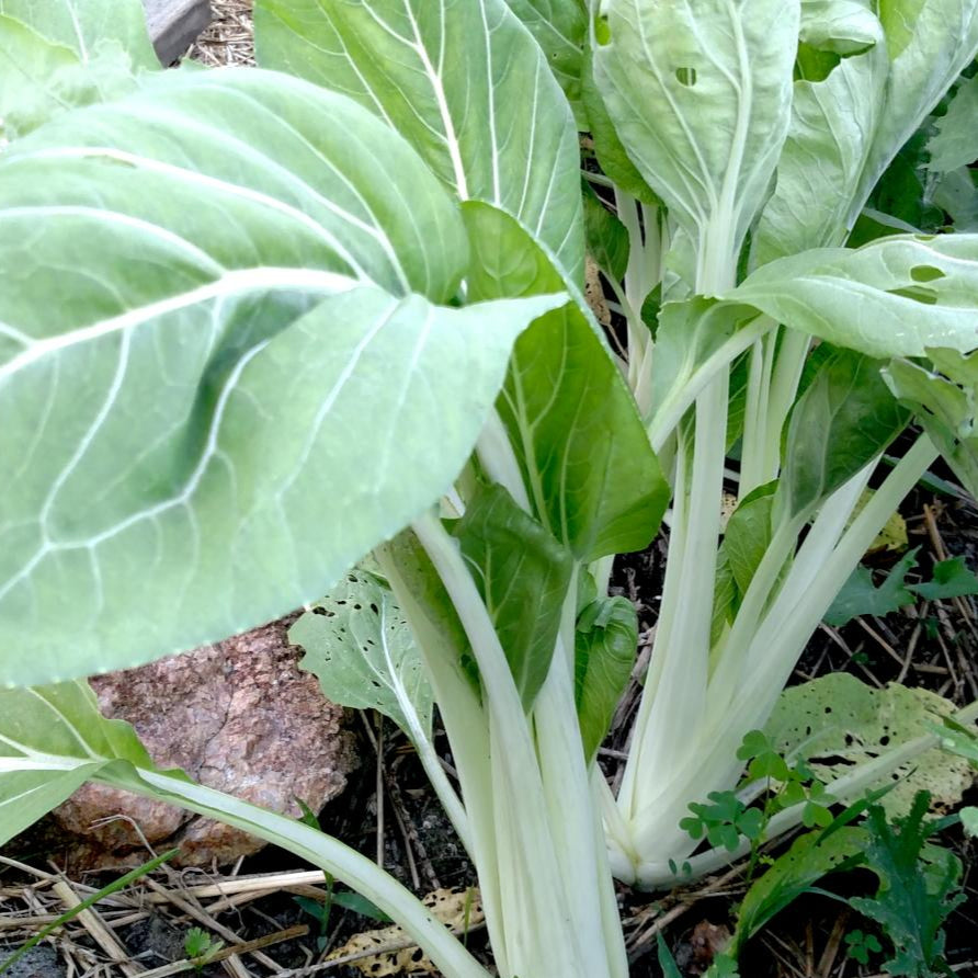 Asian Greens Seeds - Pak Choi - Sow True Seed