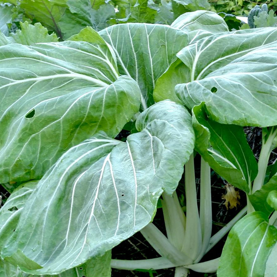 Asian Greens Seeds - Pak Choi - Sow True Seed