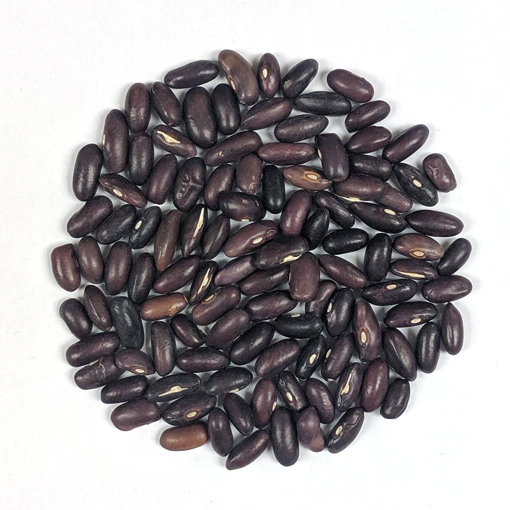 planting bush beans from seeds Bush Bean Seeds