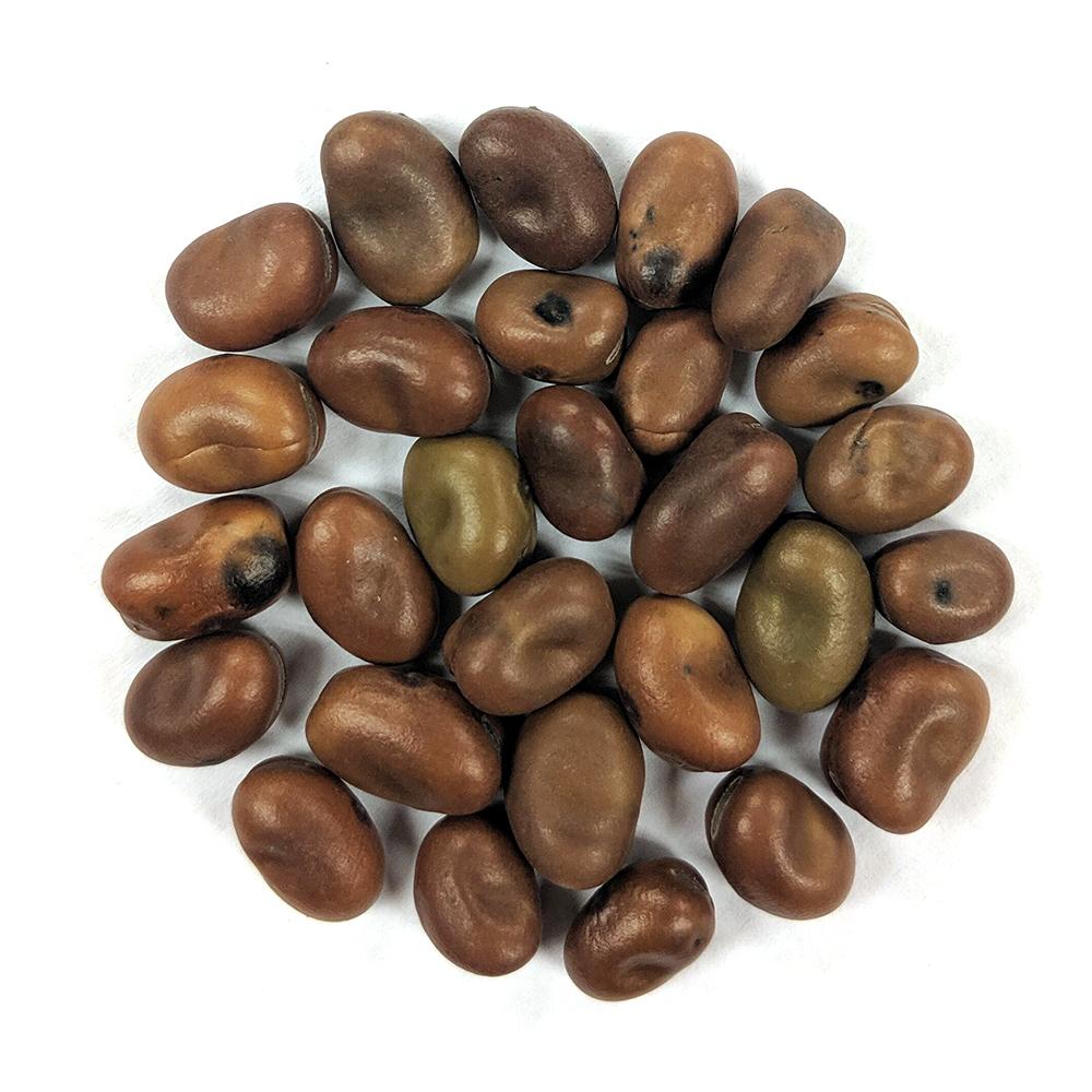 fava beans planting seeds Fava Bean Seeds