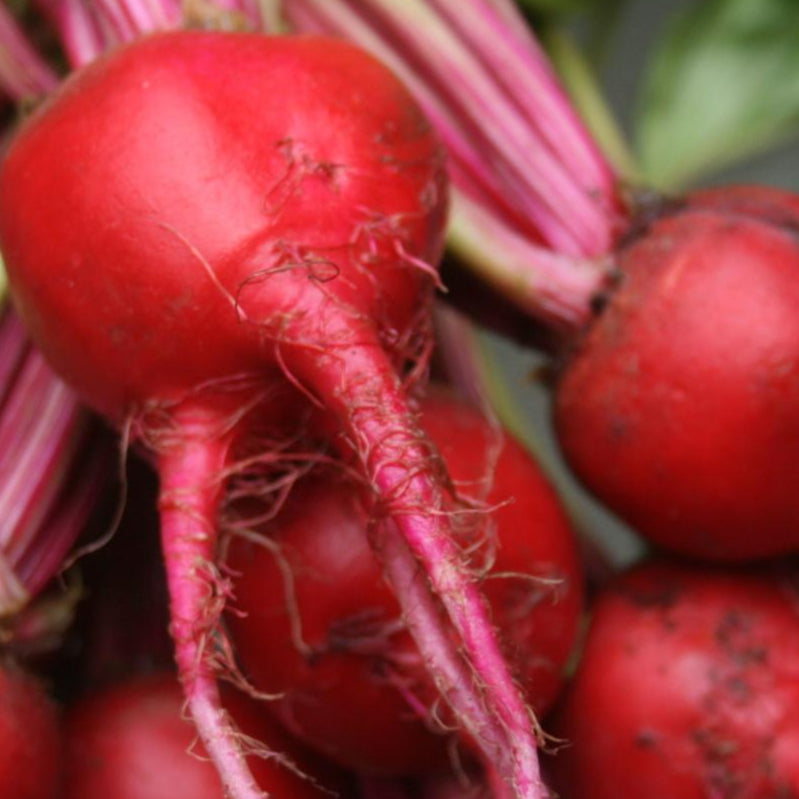 Beet Seeds - Chioggia, ORGANIC - Sow True Seed