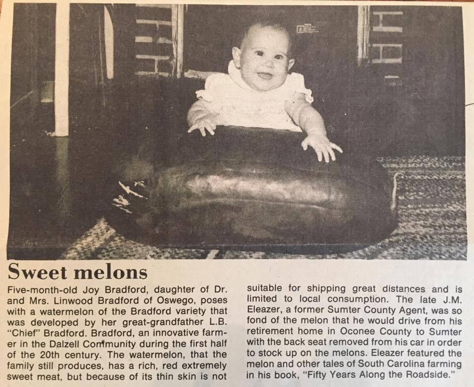 Watermelon - Bradford Family - Sow True Seed