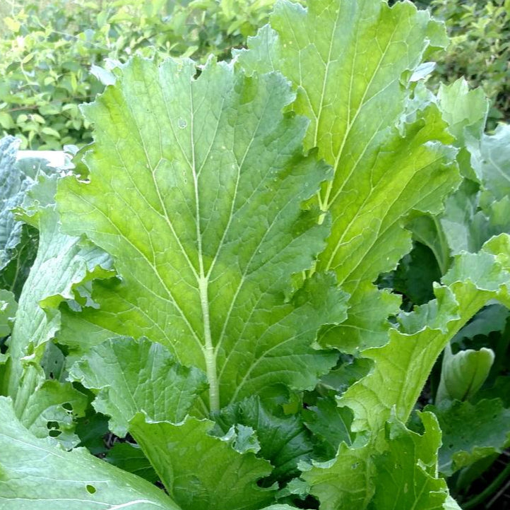 cabbage plant seeds Chinese Cabbage Seeds