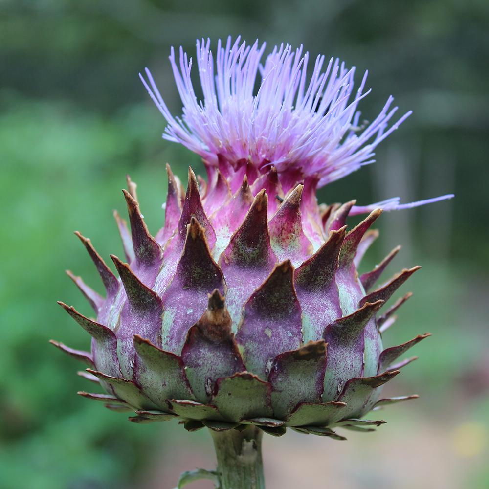 planting cardoon seeds Cardoon Seeds