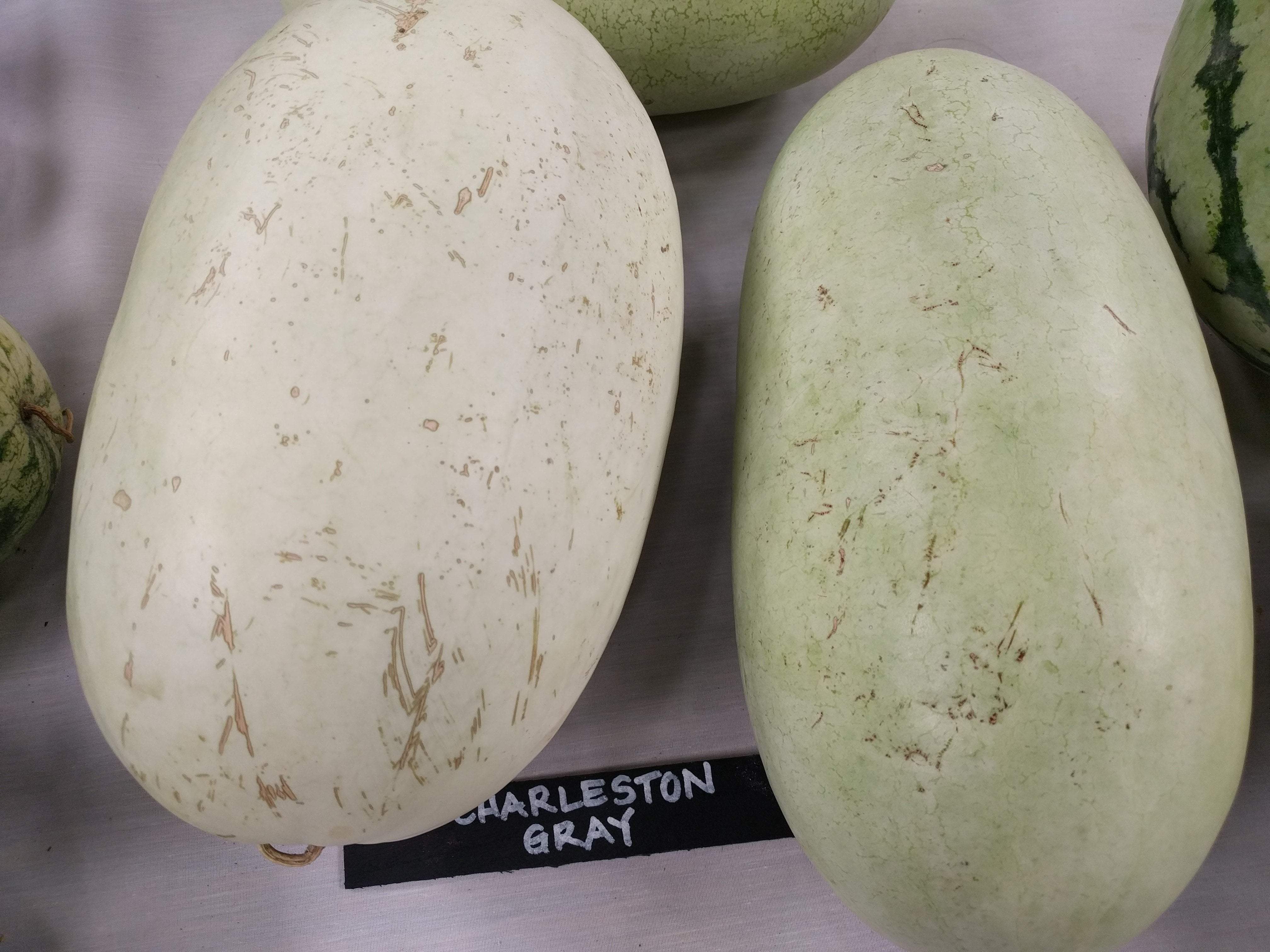 Watermelon - Charleston Grey - Sow True Seed