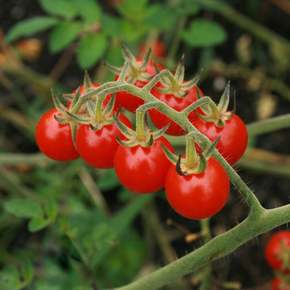 cherry tomato plant seeds Cherry Tomato Seeds