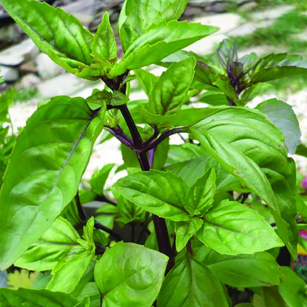 cinnamon basil plant Basil Seeds
