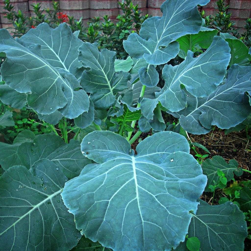 planting collard greens seeds Collard Seeds