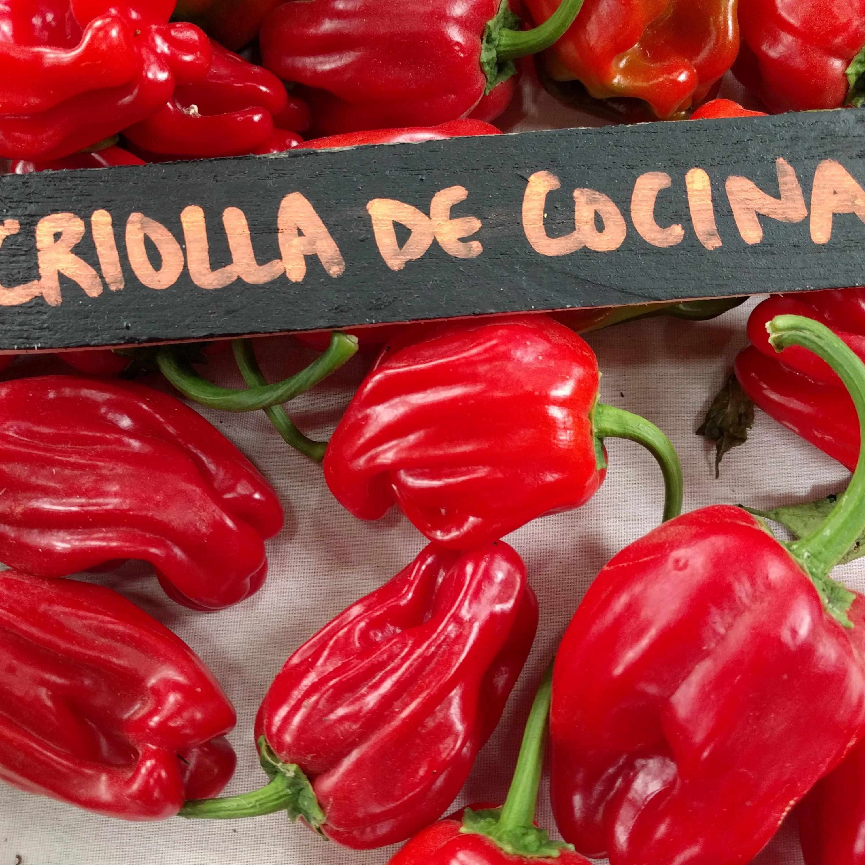 Sweet Pepper Seeds - Criolla de Cocina - Sow True Seed