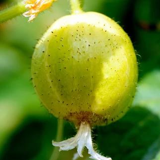 Specialty Cucumber Seeds - Lemon