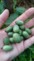 Specialty Cucumber Seeds, Mexican Sour Gherkin, ORGANIC - Sow True Seed