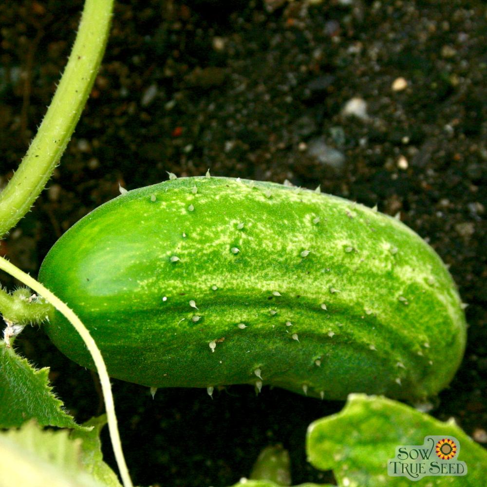 planting boston pickling cucumber seeds Pickling Cucumber Seeds