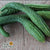 Slicing Cucumber Seeds - Suyo Long, ORGANIC - Sow True Seed