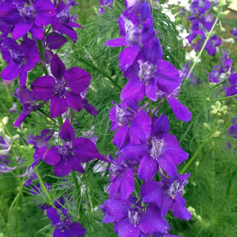 delphinium flower seeds Larkspur Giant Imperial Mix Delphinium Flower Seeds | Sow True Seed