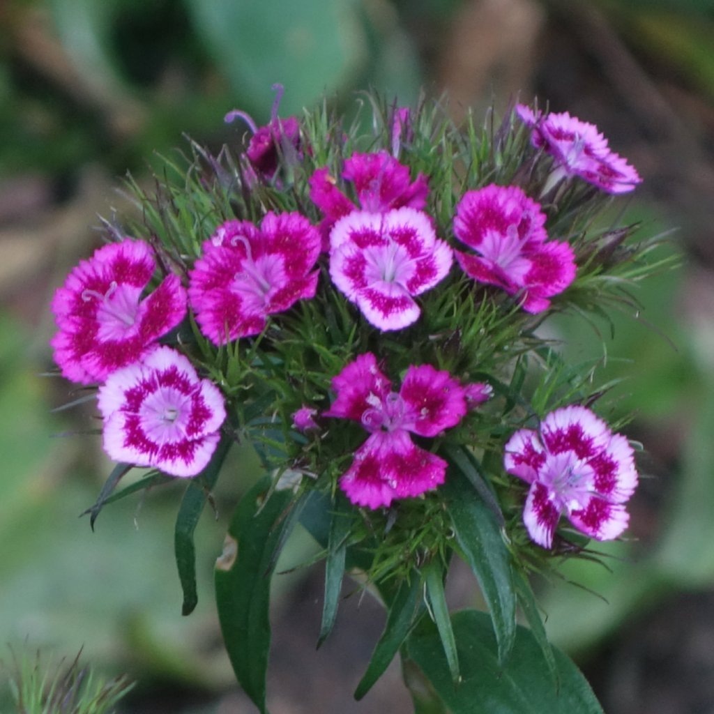 dianthus flower seed Sweet William Single Mix Dianthus Seeds