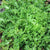 Endive Seeds - Green Curled Ruffec - Sow True Seed