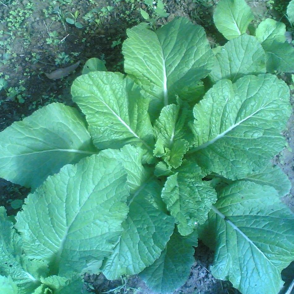 mustard seed plant leaves Mustard Greens Seeds