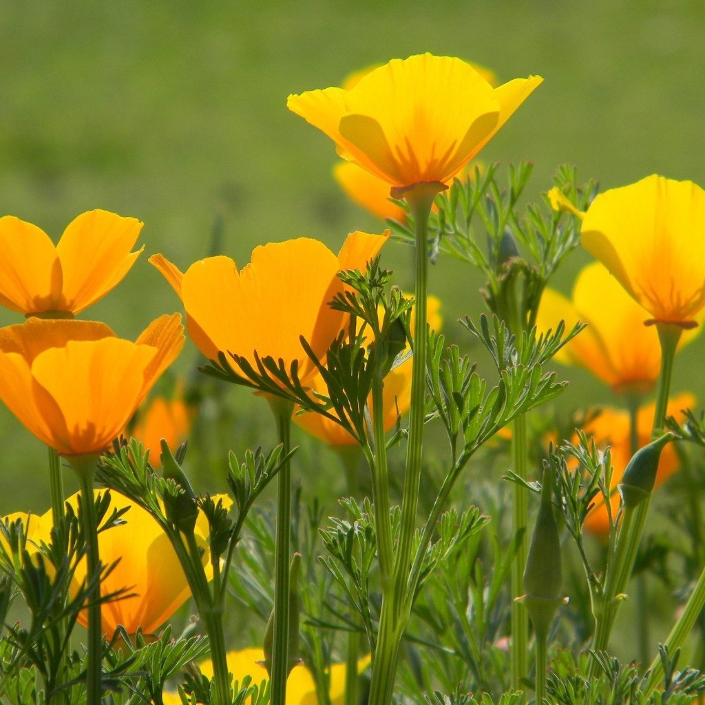 poppy seeds planting Sow True Seeds, California Poppy