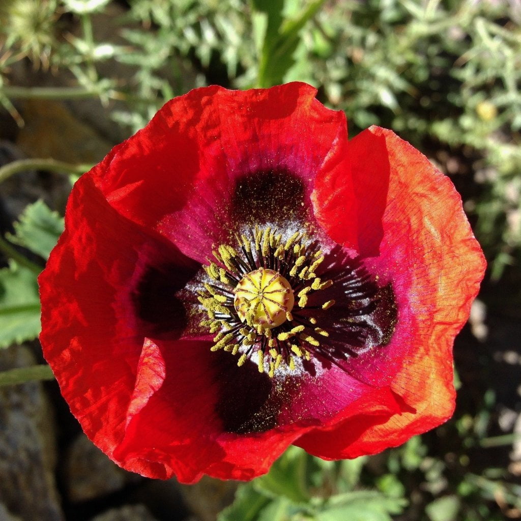 poppy seeds flower Oriental Poppy Seeds