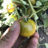 Cherry Tomato Seeds - Green Doctors - ORGANIC