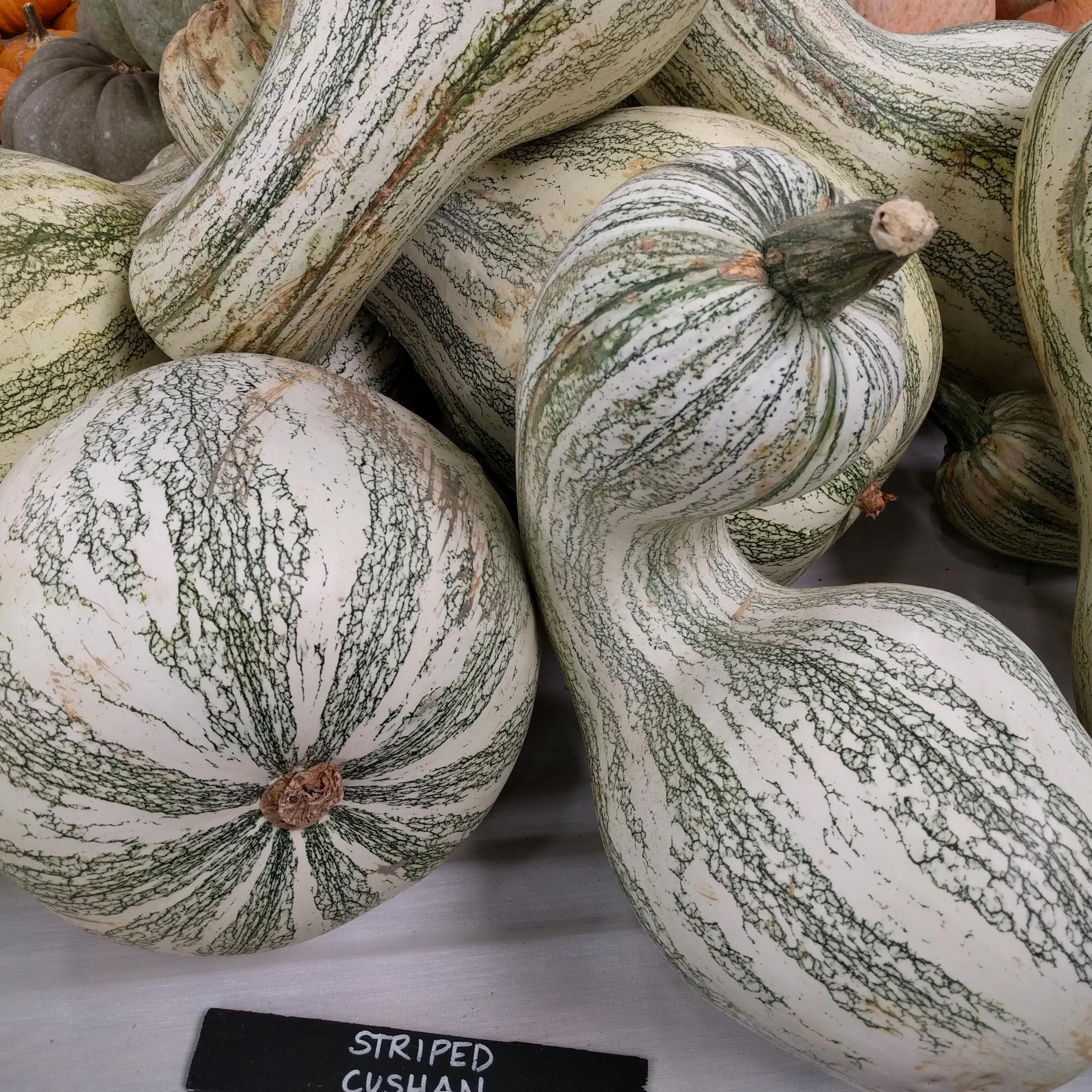 Winter Squash - Cushaw Green Striped - Sow True Seed