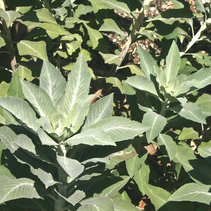 sage plant from seed White Sage Herb Seeds | Sow True Seed