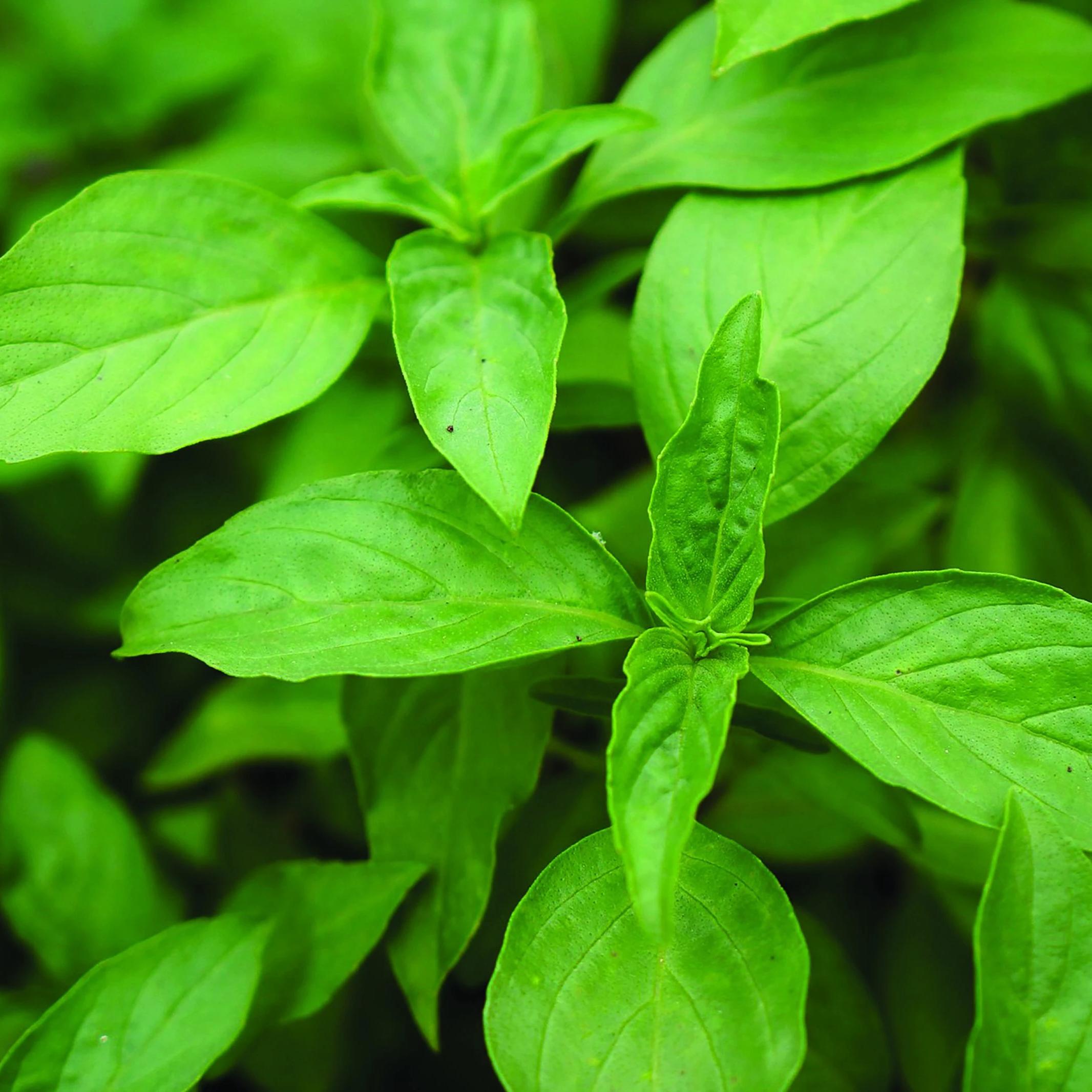 green seeded plant that looks like a lime Herb Seeds- Basil, Lime | Sowt True Seed | Open Pollinated