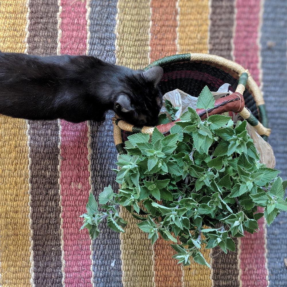planting catnip indoors Catnip Seeds