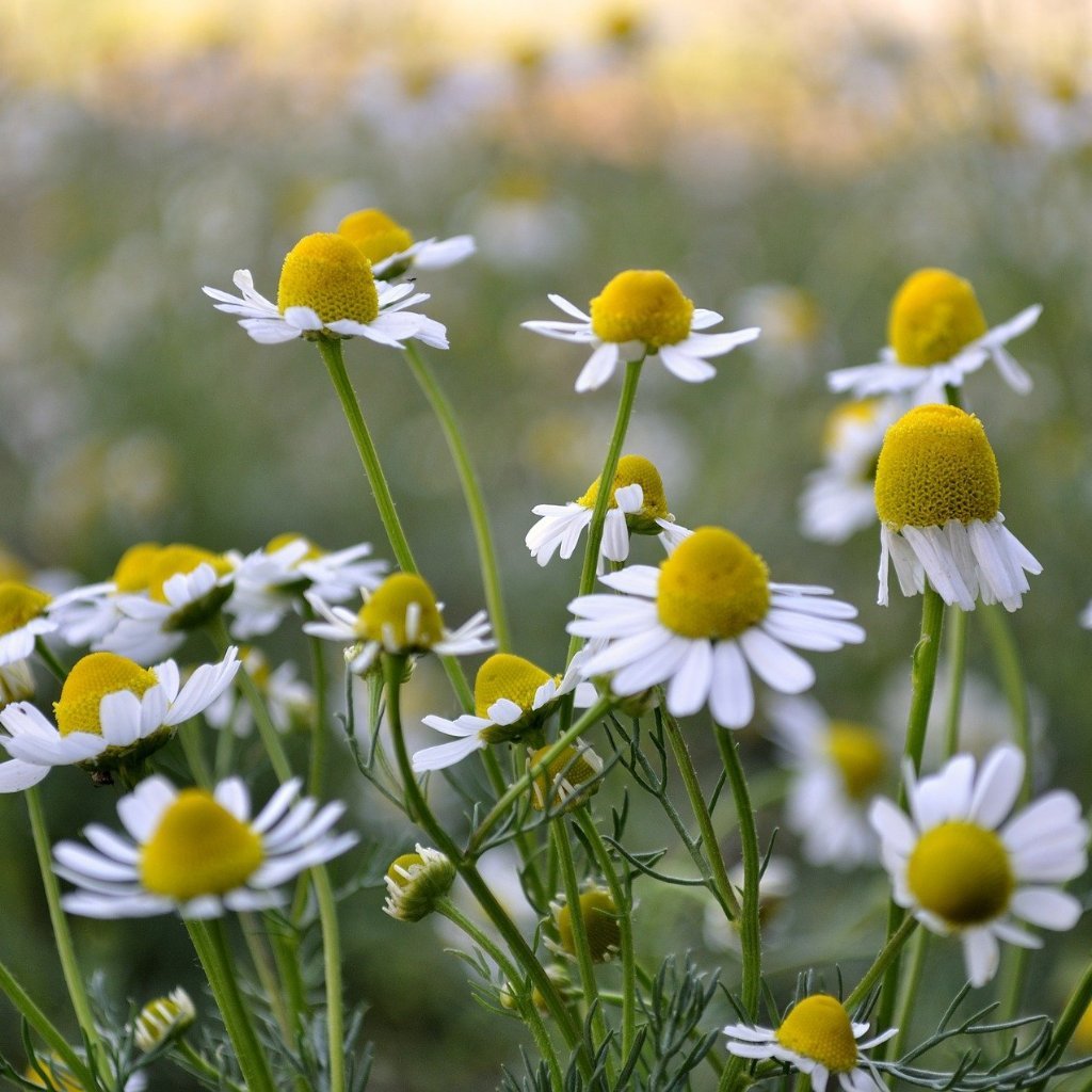 chamomile seed planting Chamomile Seeds