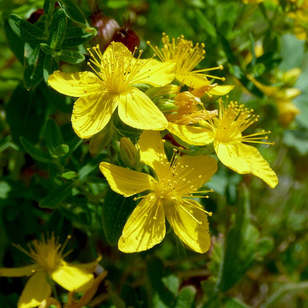 st john's wort plant seeds St. John's Wort Seeds (Regular)