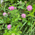 Cover Crop - Red Clover