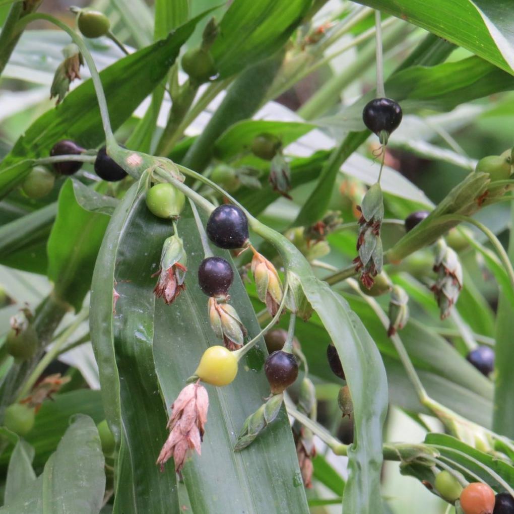 coix seed plant Job's Tears Seeds