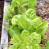 Lettuce Seeds - Freckles, ORGANIC