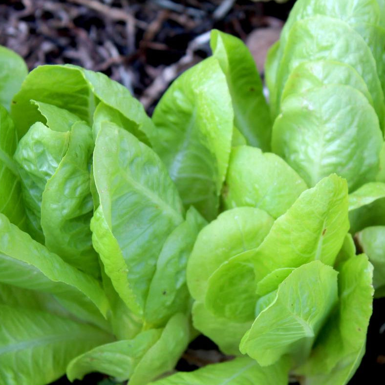 Lettuce Seeds Jericho, ORGANIC Sow True Seed