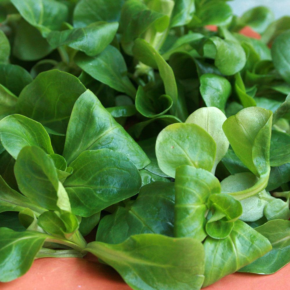 Dutch Corn Salad Seeds – 200+ Broad Leaved Mache (Lamb's Lettuce) Seeds – Fast Growing, Cold Resistant, For Garden & Containers