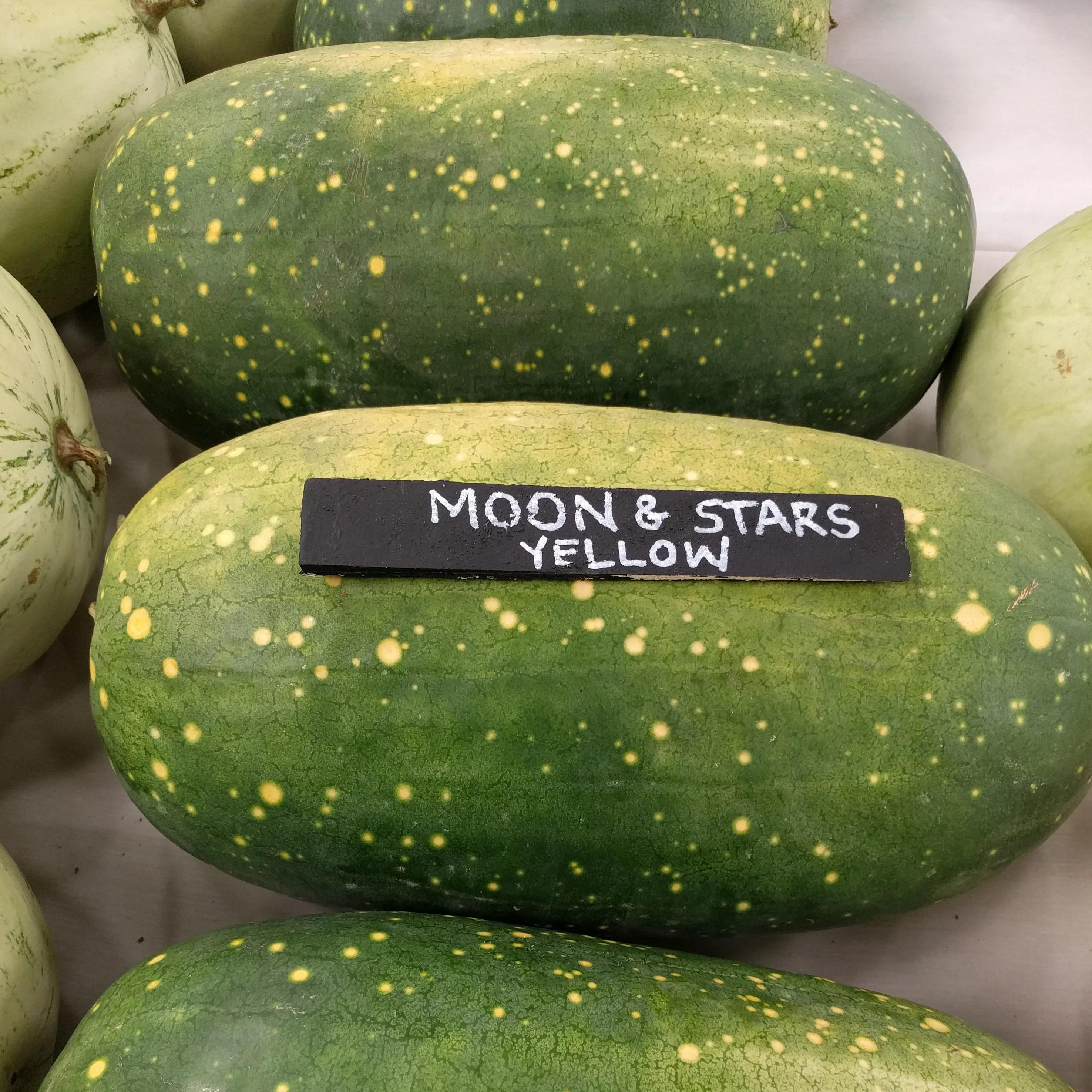 Watermelon - Moon and Stars Yellow, ORGANIC - Sow True Seed