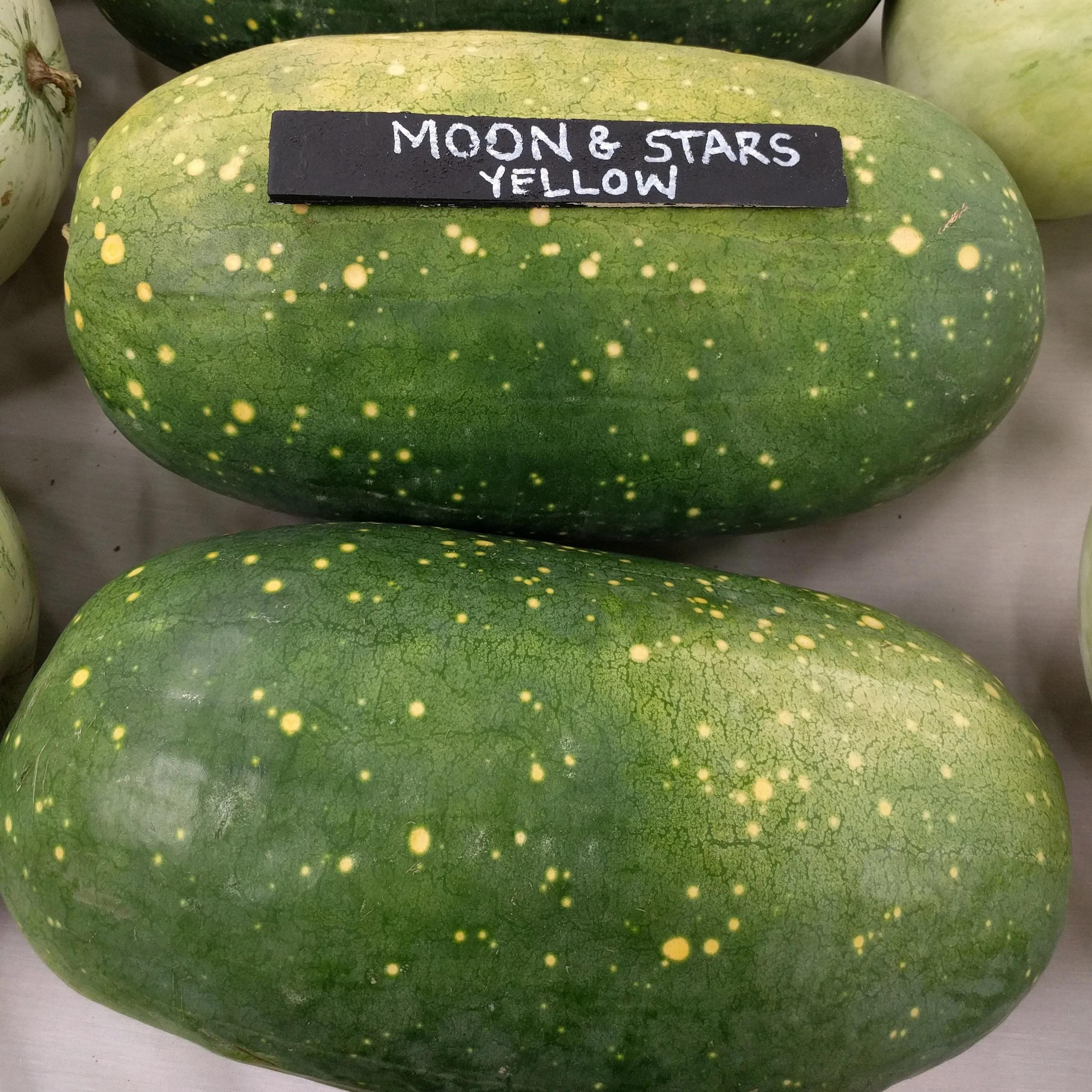 Watermelon - Moon and Stars Yellow, ORGANIC - Sow True Seed