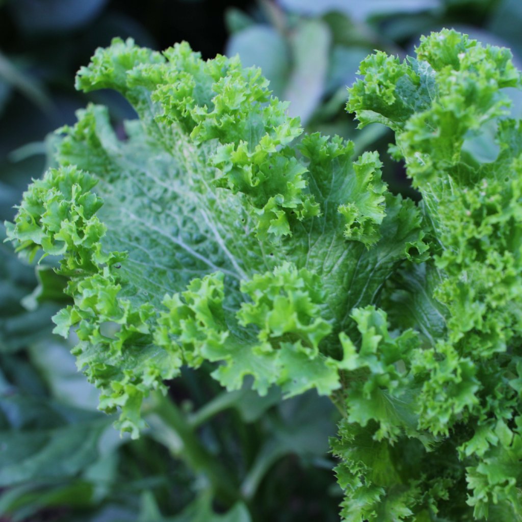 Mustard Greens Seeds Greenwave Sow True Seed