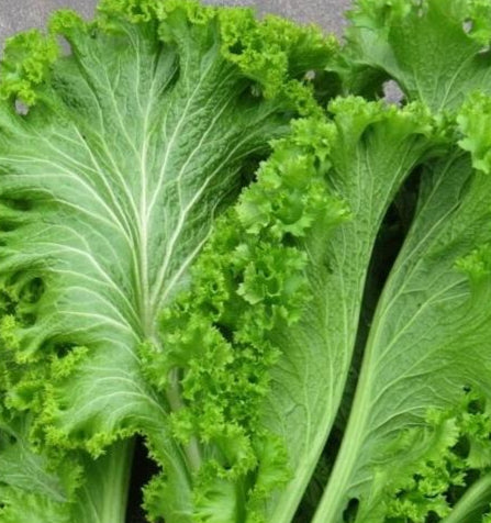 mustard seed plant leaves Mustard Greens Seeds