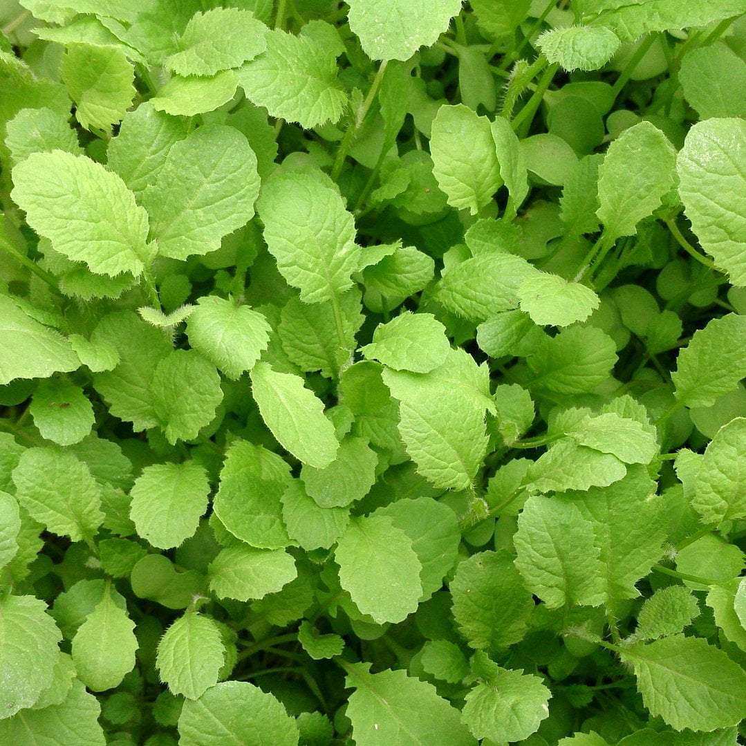 mustard seed plant image Mustard Greens Seeds