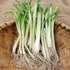 Texas Early White Heirloom Onion Starts