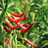 Hot Pepper Seeds - Cayenne Long Red Thin