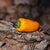 Hot Pepper - Aji Amarillo - Sow True Seed