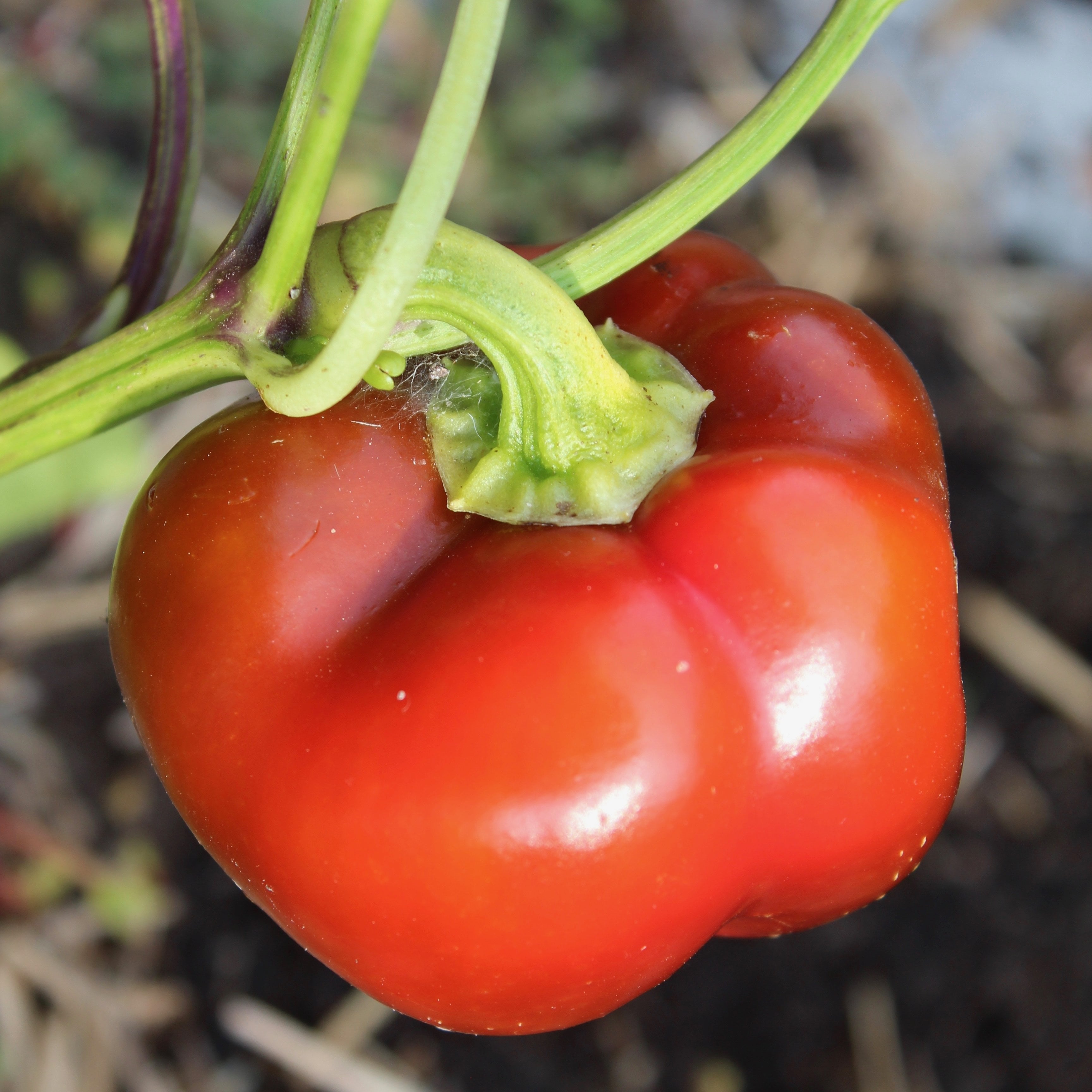pimento seeds for planting Sweet Pepper Seeds